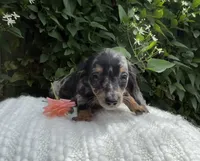 Summer, a female Miniature Dachshund for sale in Syracuse, IN – 4 of 5