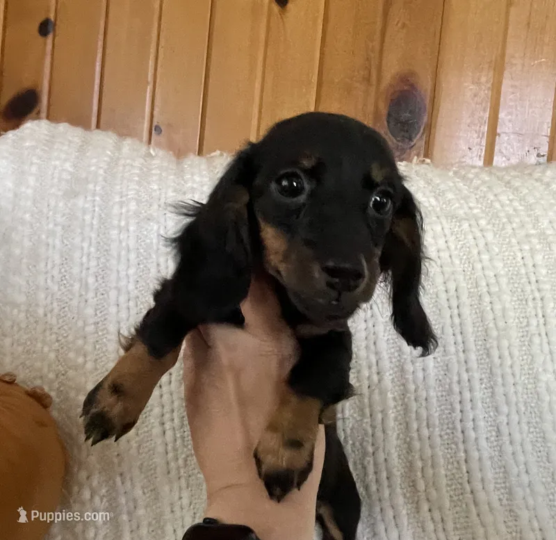 Sally AKC – Miniature Dachshund puppy on hold in Syracuse, IN