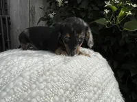 Saber , a male Miniature Dachshund for sale in Syracuse, IN – 2 of 3
