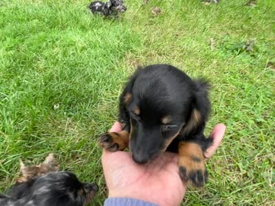 Sally AKC, a female Miniature Dachshund for sale in Syracuse, IN – 2 of 8