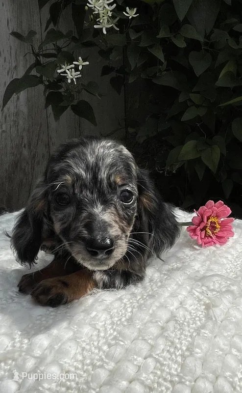 Skye – Miniature Dachshund puppy for sale in Syracuse, IN
