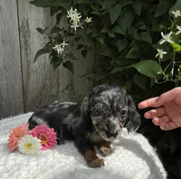 Skye, a female Miniature Dachshund for sale in Syracuse, IN – 3 of 5