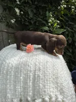 Sasha, a female Miniature Dachshund for sale in Syracuse, IN – 4 of 4