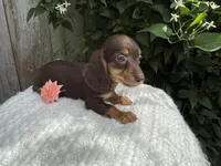 Sasha, a female Miniature Dachshund for sale in Syracuse, IN – 2 of 4