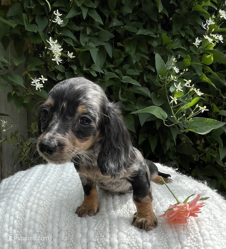 Summer – Miniature Dachshund puppy for sale in Syracuse, IN