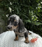 Summer, a female Miniature Dachshund for sale in Syracuse, IN – 3 of 5