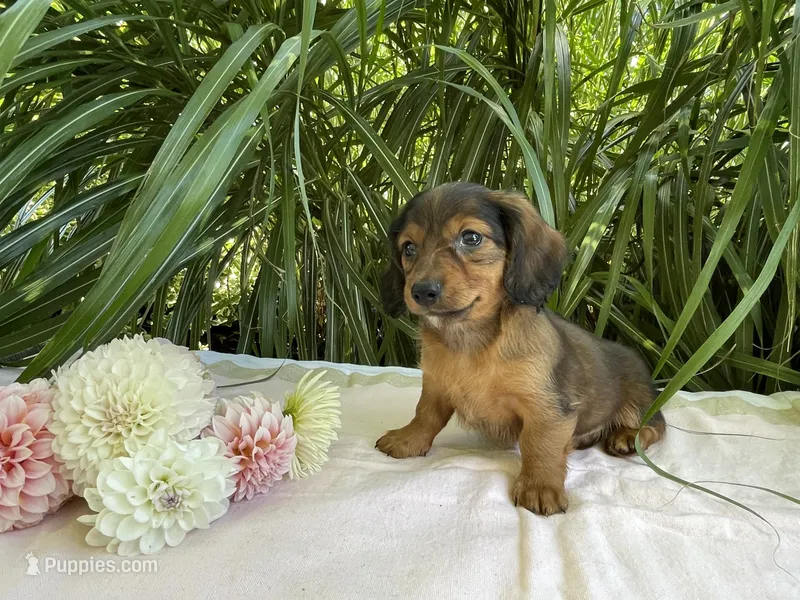 Penelope – Miniature Dachshund puppy for sale in Syracuse, IN