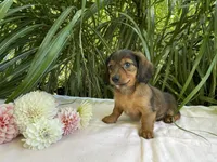Phoebe , a female Miniature Dachshund for sale in Syracuse, IN – 5 of 5