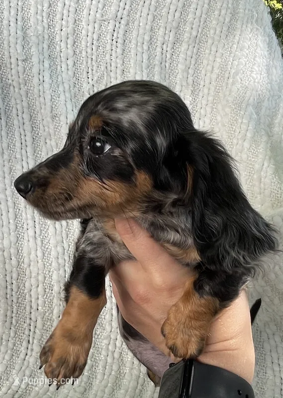 Summer AKC – Miniature Dachshund puppy for sale in Syracuse, IN