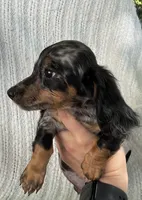 Summer AKC, a female Miniature Dachshund for sale in Syracuse, IN – 1 of 7