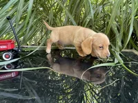Percy, a male Miniature Dachshund for sale in Syracuse, IN – 4 of 6