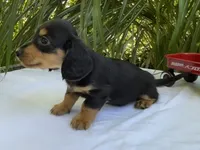 Milo, a male Miniature Dachshund for sale in Syracuse, IN – 4 of 4