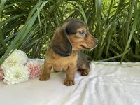 Phoebe , a female Miniature Dachshund for sale in Syracuse, IN – 3 of 5
