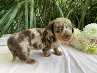Zola, a female Miniature Dachshund for sale in Syracuse, IN – 3 of 5