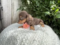 Sasha, a female Miniature Dachshund for sale in Syracuse, IN – 3 of 4