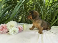 Phoebe , a female Miniature Dachshund for sale in Syracuse, IN – 4 of 5