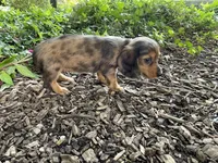 Mabel, a female Miniature Dachshund for sale in Syracuse, IN – 3 of 4