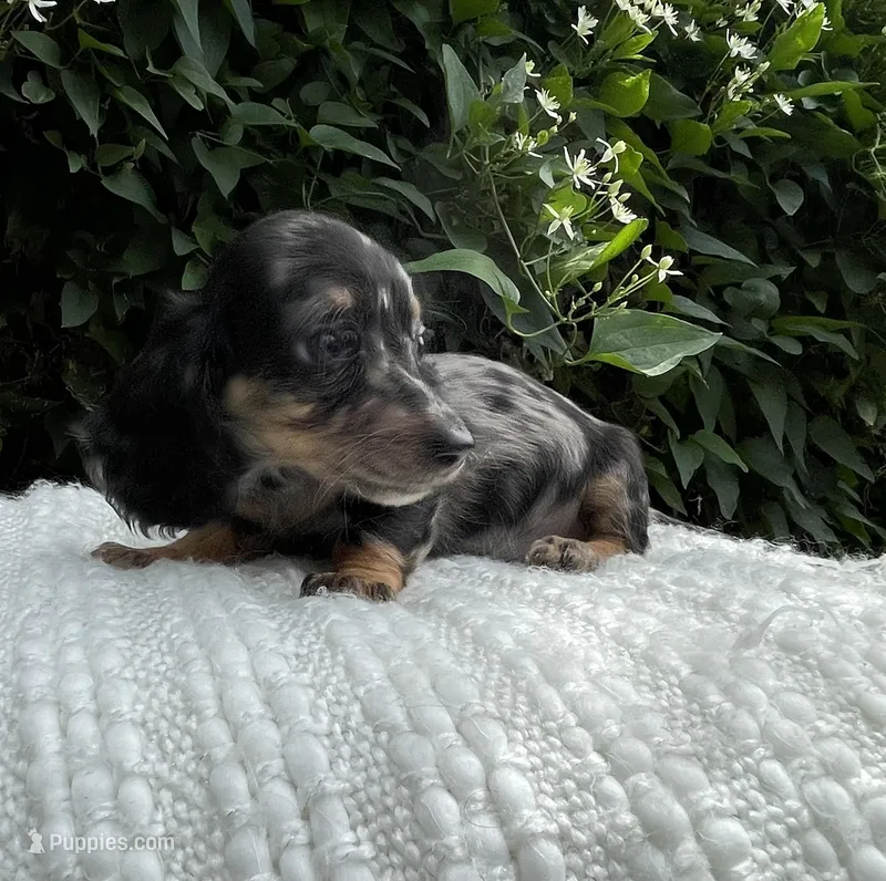 Summer – Miniature Dachshund puppy for sale in Syracuse, IN