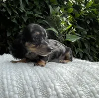 Summer, a female Miniature Dachshund for sale in Syracuse, IN – 1 of 5