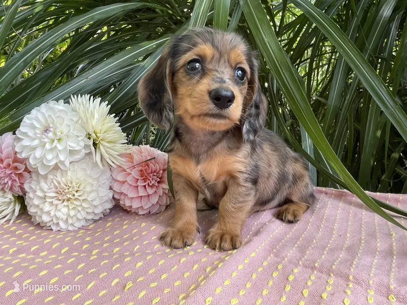 Mabel – Miniature Dachshund puppy for sale in Syracuse, IN