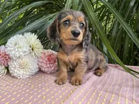 Mabel, a female Miniature Dachshund for sale in Syracuse, IN – 1 of 4