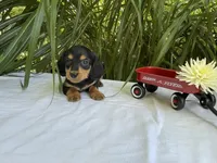 Milo, a male Miniature Dachshund for sale in Syracuse, IN – 3 of 4