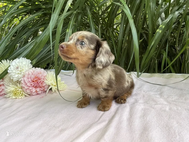 Zola – Miniature Dachshund puppy for sale in Syracuse, IN