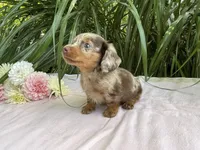 Zola, a female Miniature Dachshund for sale in Syracuse, IN – 4 of 5