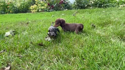 Skye AKC, a female Miniature Dachshund for sale in Syracuse, IN – 6 of 7