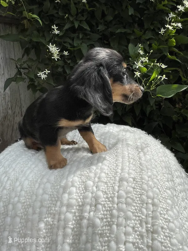 Saber  – Miniature Dachshund puppy for sale in Syracuse, IN