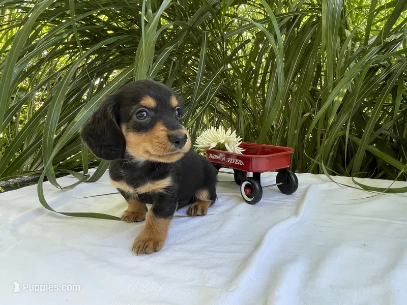 Milo – Miniature Dachshund puppy for sale in Syracuse, IN