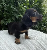 Sally AKC, a female Miniature Dachshund for sale in Syracuse, IN – 3 of 8