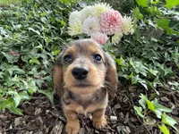 Mabel, a female Miniature Dachshund for sale in Syracuse, IN – 4 of 4