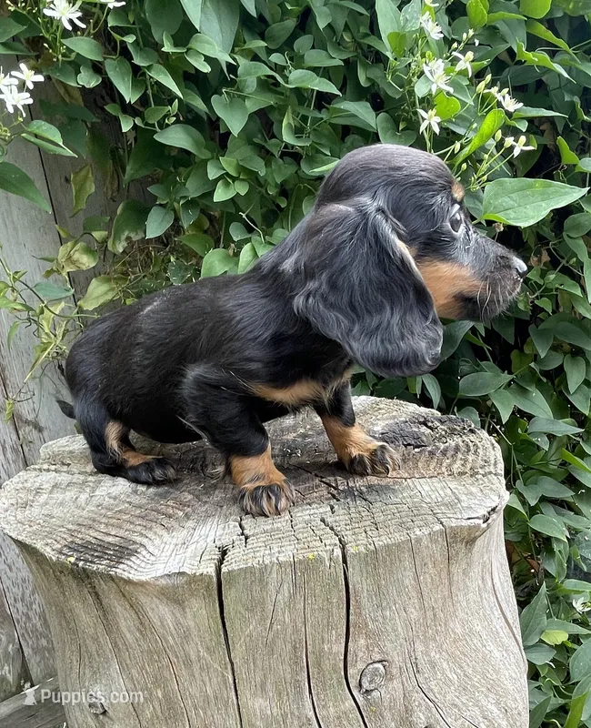 Sally – Miniature Dachshund puppy for sale in Syracuse, IN