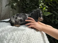 Summer, a female Miniature Dachshund for sale in Syracuse, IN – 5 of 5