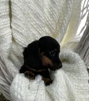 Sally, a female Miniature Dachshund for sale in Syracuse, IN – 4 of 4