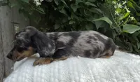 Summer, a female Miniature Dachshund for sale in Syracuse, IN – 2 of 5