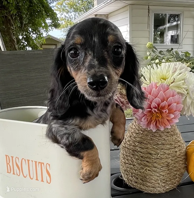 Summer AKC – Miniature Dachshund puppy for sale in Syracuse, IN