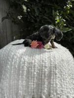 Skye, a female Miniature Dachshund for sale in Syracuse, IN – 5 of 5