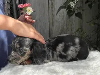Skye, a female Miniature Dachshund for sale in Syracuse, IN – 4 of 5