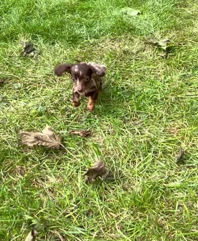 Saylor, a female Miniature Dachshund for sale in Syracuse, IN – 2 of 2