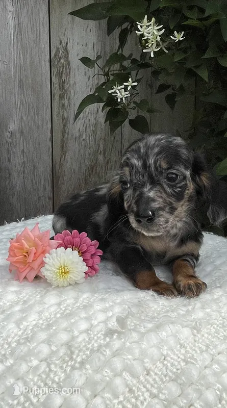 Skye – Miniature Dachshund puppy for sale in Syracuse, IN
