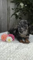 Skye, a female Miniature Dachshund for sale in Syracuse, IN – 1 of 5