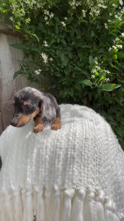 Saber , a male Miniature Dachshund for sale in Syracuse, IN – 3 of 3