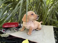 Percy, a male Miniature Dachshund for sale in Syracuse, IN – 2 of 6