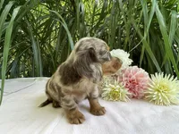 Zola, a female Miniature Dachshund for sale in Syracuse, IN – 5 of 5