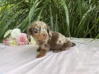 Zola, a female Miniature Dachshund for sale in Syracuse, IN – 2 of 5