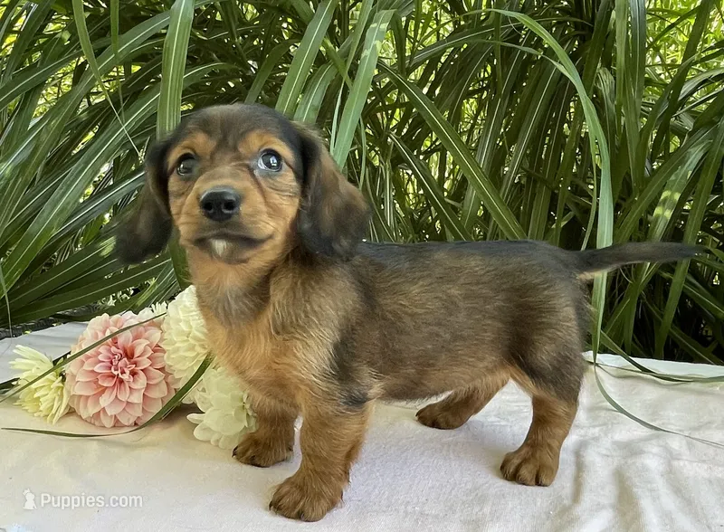 Phoebe  – Miniature Dachshund puppy for sale in Syracuse, IN