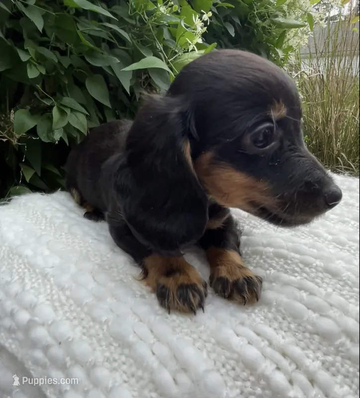 Sally – Miniature Dachshund puppy for sale in Syracuse, IN