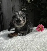 Skye AKC, a female Miniature Dachshund for sale in Syracuse, IN – 2 of 7
